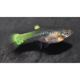 Guppy hembra laser ray Guppy hembra laser ray