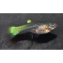 Guppy hembra laser ray