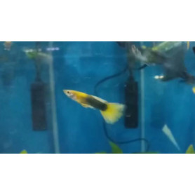 Guppy macho japan blond Guppy macho japan blond