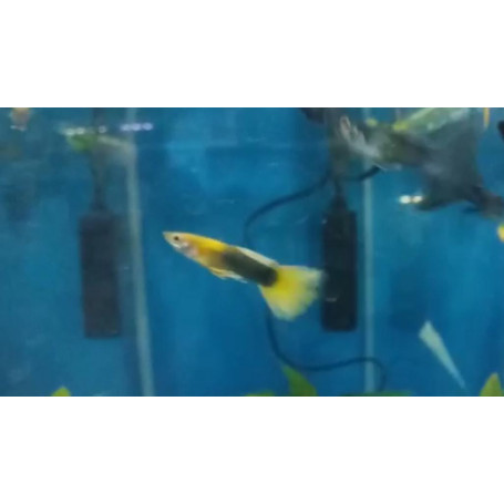 Guppy macho japan blond