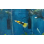 Guppy macho japan blond