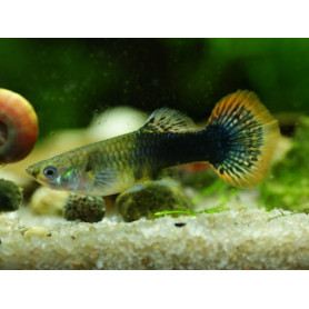 Guppy hembra japan blond Guppy macho japan blond