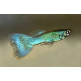 Guppy macho green moscow Guppy macho green moscow