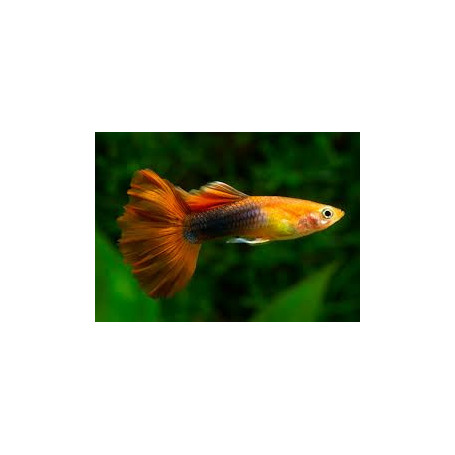 Guppy macho golden tuxedo red tail