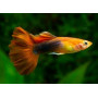 Guppy macho golden tuxedo red tail