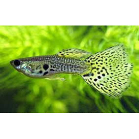 Guppy macho golden cobra Guppy macho golden cobra