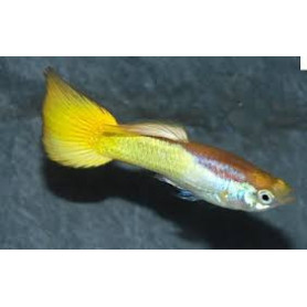 Guppy macho german yellow
