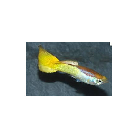 Guppy macho german yellow