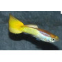 Guppy macho german yellow