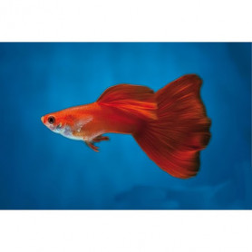 Guppy macho full red Guppy macho full red