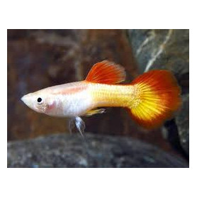 Guppy macho flame Guppy macho flame