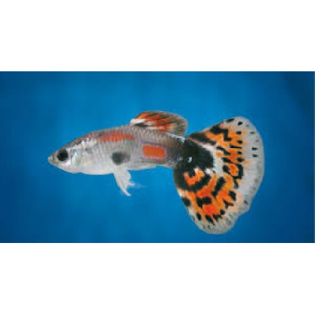 Guppy macho dragon tail