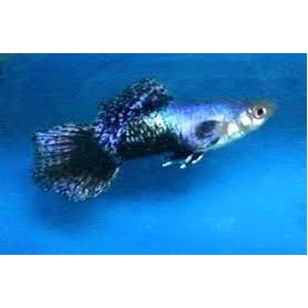 Guppy macho blue jeans Guppy macho blue jeans
