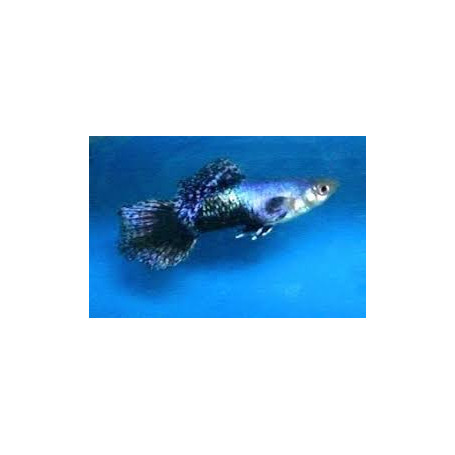 Guppy macho blue jeans