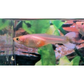 Guppy Hembra snow white Guppy Hembra snow white