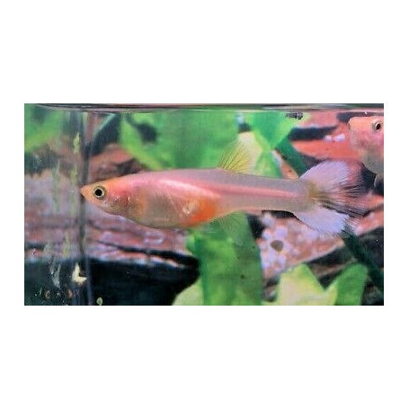 Guppy Hembra snow white