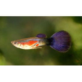 Guppy Hembra purple queen Guppy Hembra purple queen