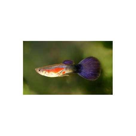 Guppy Hembra purple queen
