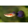 Guppy Hembra purple queen