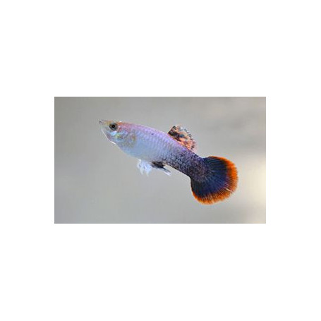 Guppy macho pink tuxedo