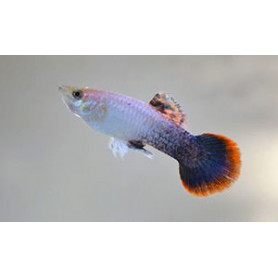 Guppy hembra pink tuxedo Guppy hembra pink tuxedo