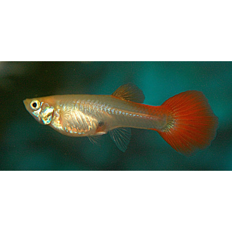Guppy hembra full red
