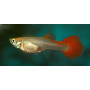 Guppy hembra full red