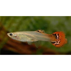Guppy hembra dragon tail Guppy hembra dragon tail