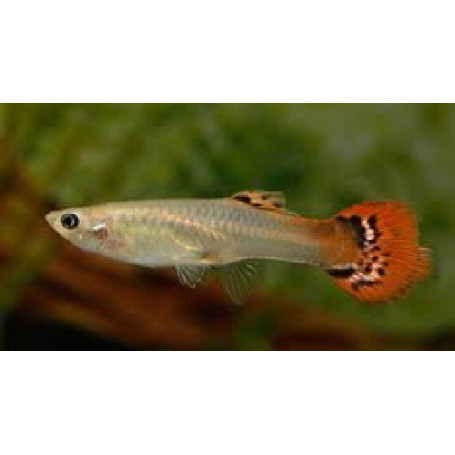 Guppy hembra dragon tail