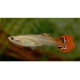 Guppy hembra dragon tail