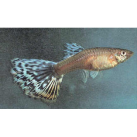 Guppy hembra blue cobra Guppy hembra blue cobra