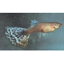 Guppy hembra blue cobra