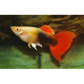 Guppy macho red tuxedo tricolor Guppy macho red tuxedo tricolor