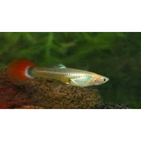 Guppy hembra red tuxedo tricolor Guppy hembra red tuxedo tricolor