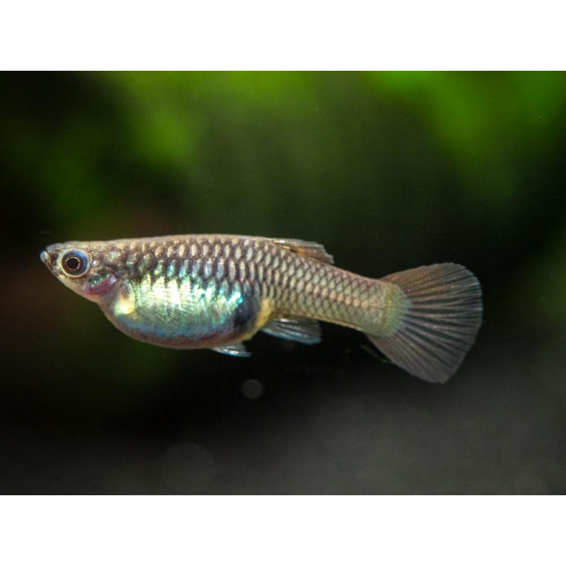 Guppy hembra red lace