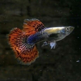 Guppy macho platinum red mosaic big ear Guppy macho platinum red mosaic big ear