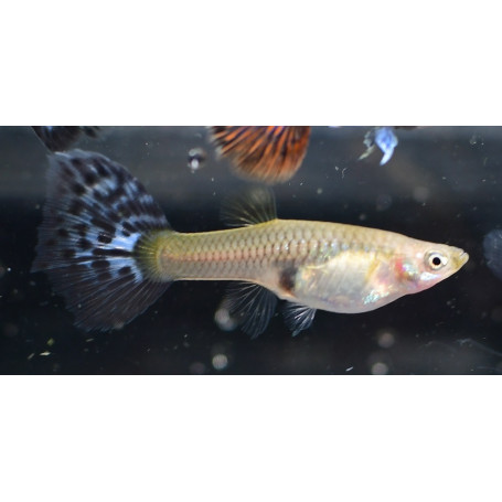 Guppy hembra platinum red mosaic big ear