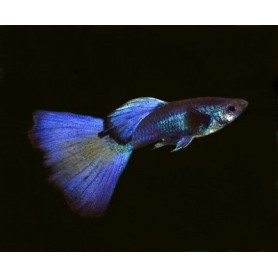 Guppy macho Phantom blue Guppy macho Phantom blue