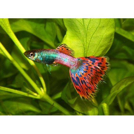 Guppy macho moscow filigran