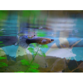 Guppy hembra moscow filigran Guppy hembra moscow filigran