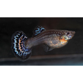 Guppy hembra galaxy mosaic red Guppy hembra galaxy mosaic red