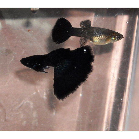 Guppy macho full black big ear
