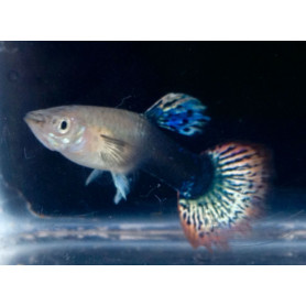 Guppy hembra dragon head
