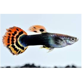 Guppy macho dragon head