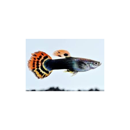 Guppy macho dragon head