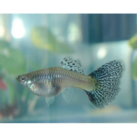 Guppy hembra Emerald blue and red grass