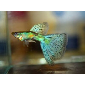Guppy macho Emerald blue and red grass Guppy macho Emerald blue and red grass