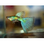 Guppy macho Emerald blue and red grass