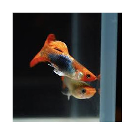 Guppy macho koi