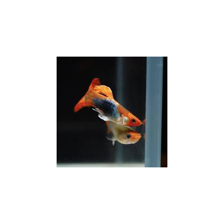 Guppy macho koi